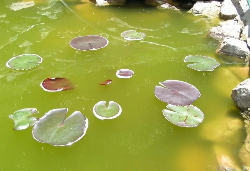 dissolved-oxygen-in-pond-water-2