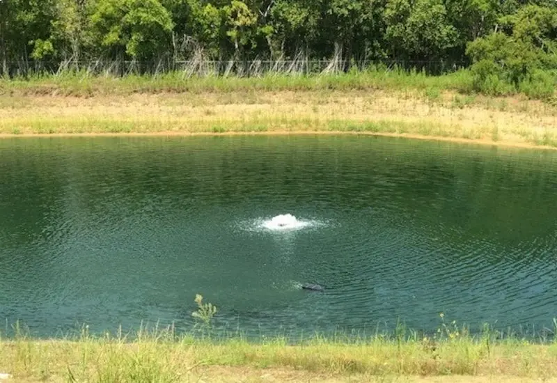 dissolved-oxygen-in-pond-water-3