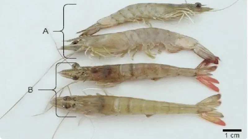 ehp-disease-in-shrimp-1