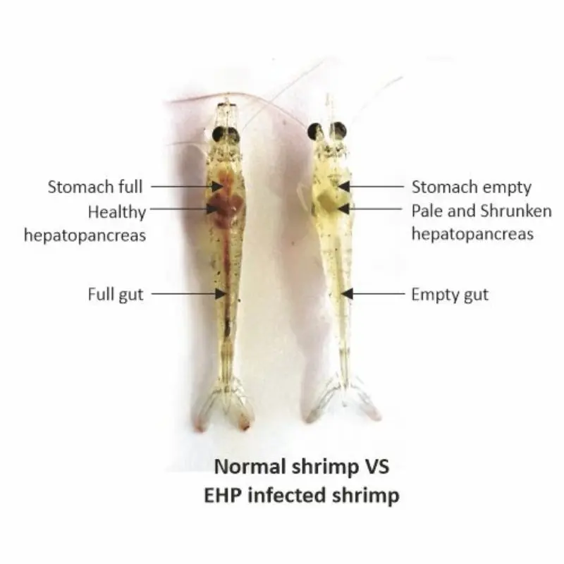 ehp-disease-in-shrimp-2