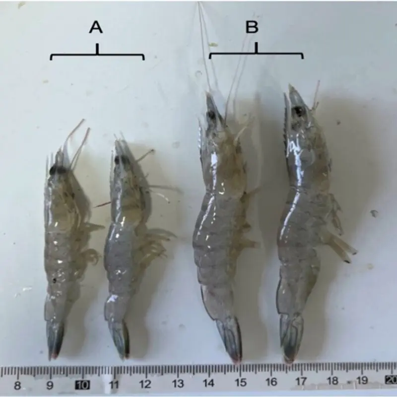 ehp-disease-in-shrimp-3