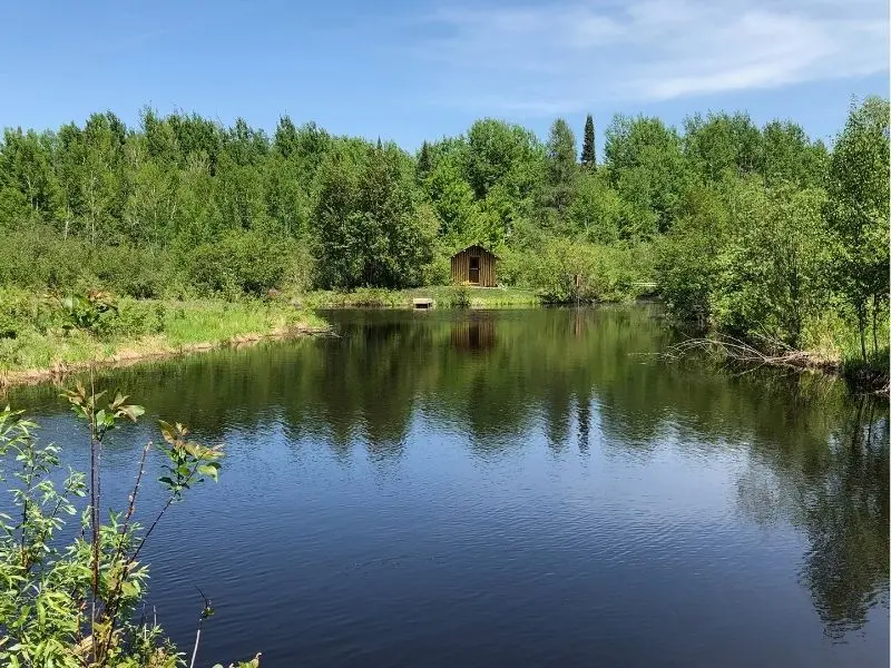 Pond Ecosystem: Understanding the Dynamics of Freshwater Habitats