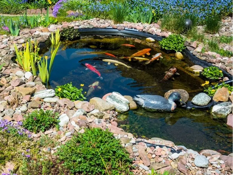 fish-pond-diseases-3