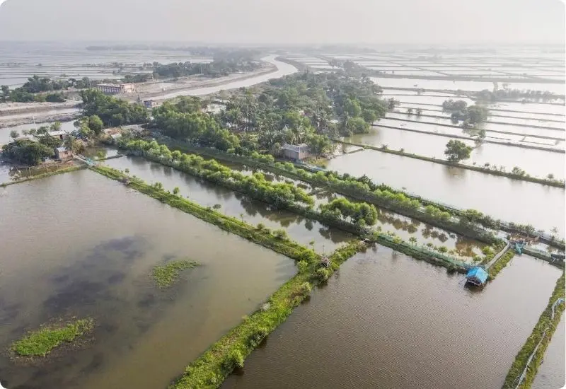 floods-in-shrimp-ponds-2