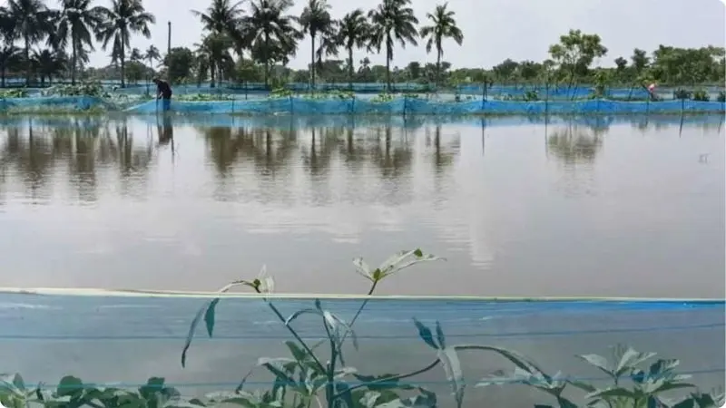 floods-in-shrimp-ponds-3