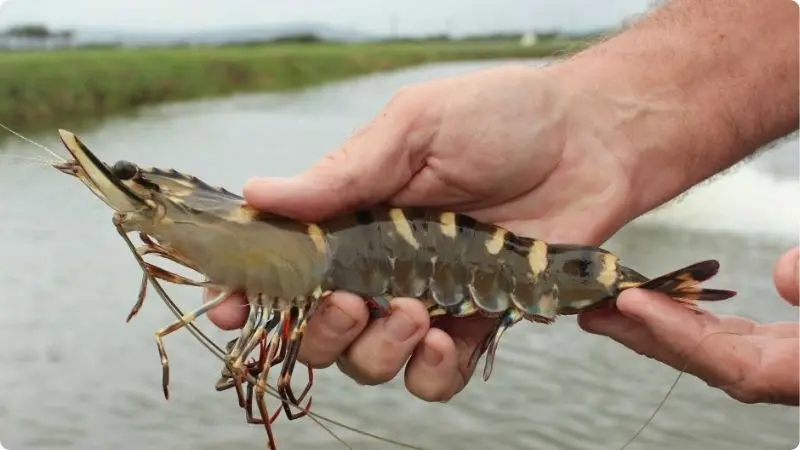 how-big-can-tiger-shrimp-grow-1