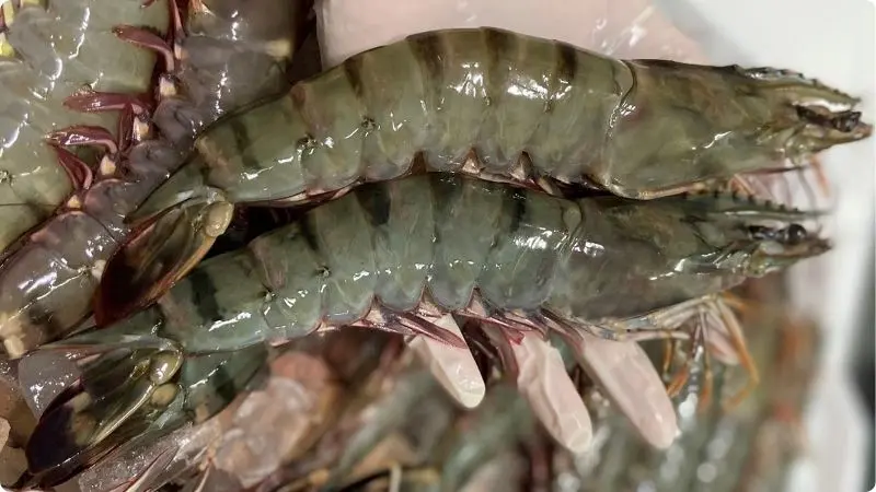 how-big-can-tiger-shrimp-grow-2