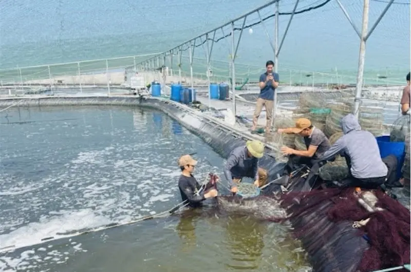 how-big-can-tiger-shrimp-grow-4