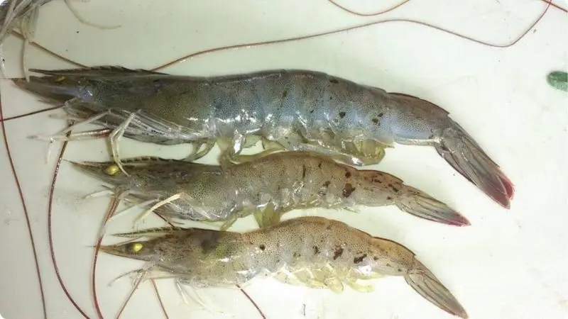 how-big-can-tiger-shrimp-grow-5