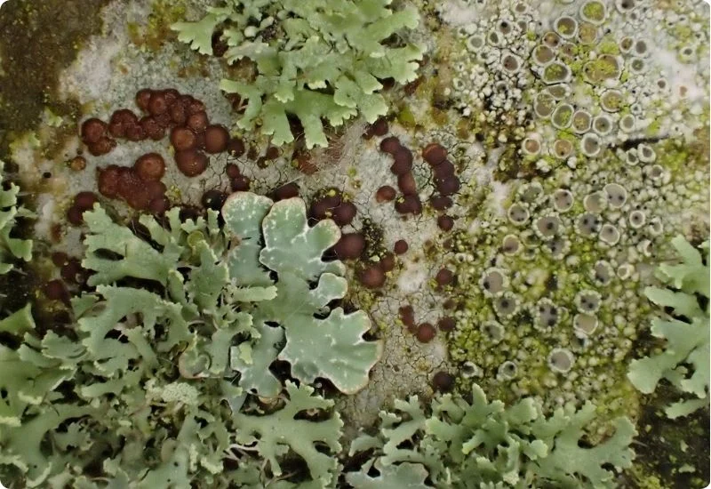 how-do-algae-and-fungi-differ-from-each-other-3