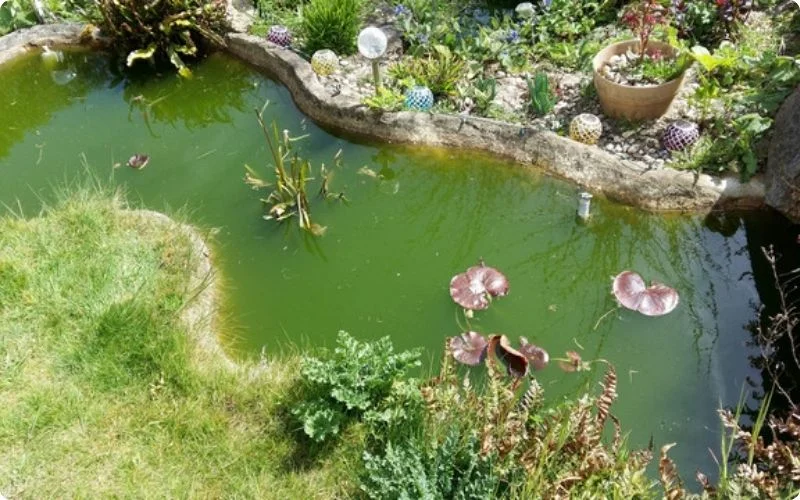 how-to-change-pond-water-2