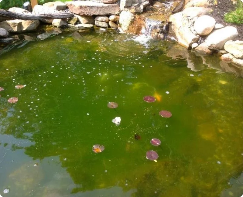 how-to-change-pond-water-3