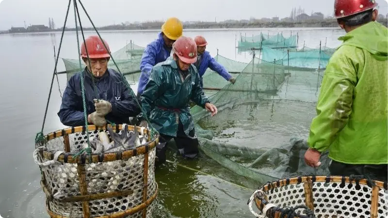 is-carp-farming-profitable-2