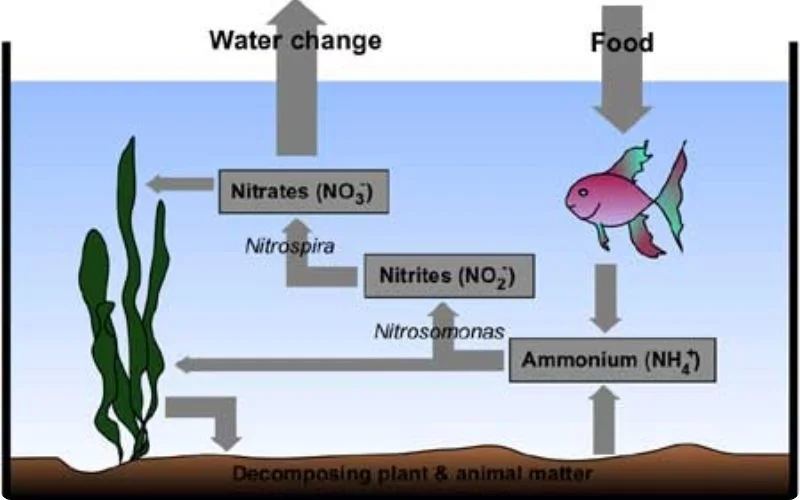 key-factors-for-healthy-pond-water-quality-3