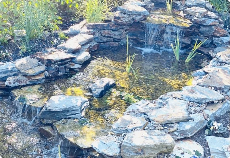 key-factors-for-healthy-pond-water-quality-4