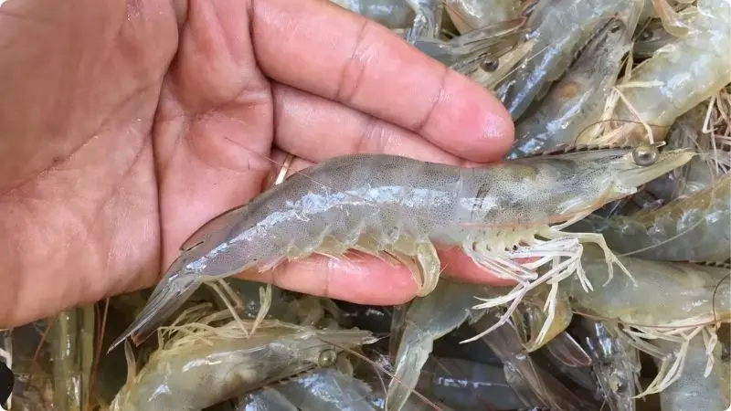 learn-more-about-type-of-shrimp-1