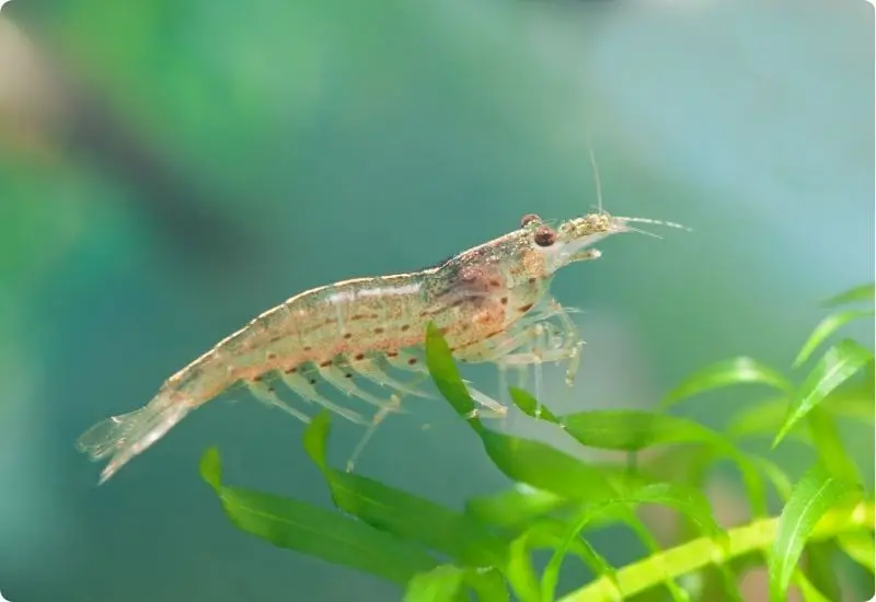 learn-more-about-type-of-shrimp-10