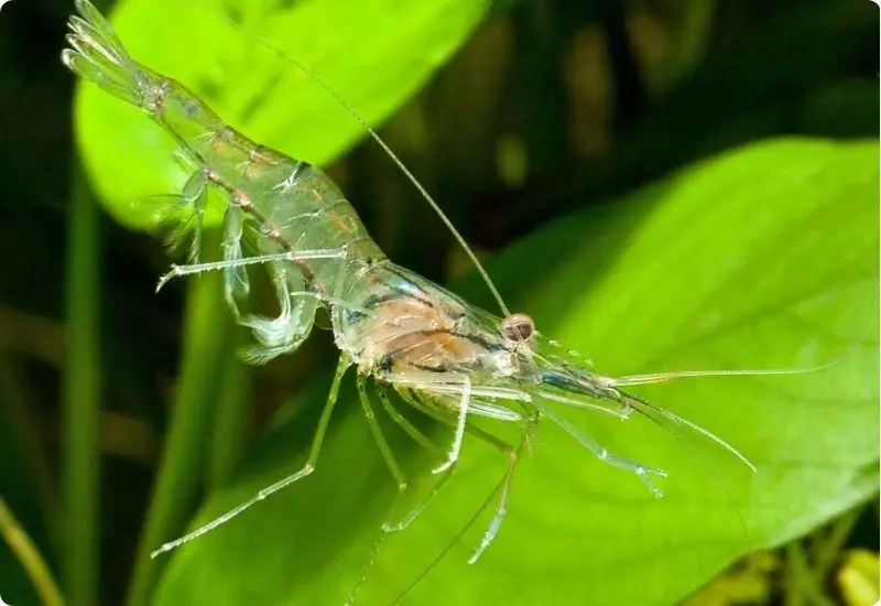 learn-more-about-type-of-shrimp-11