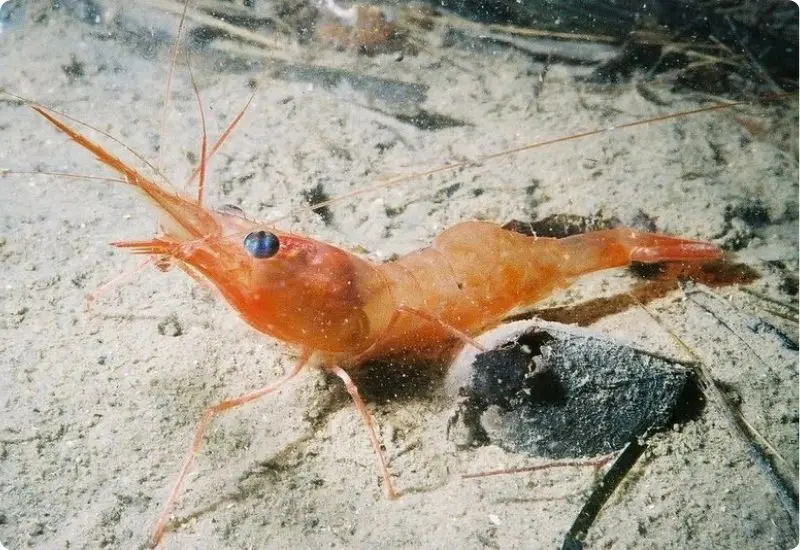 learn-more-about-type-of-shrimp-2