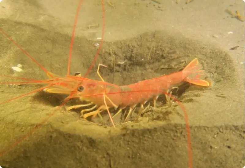 learn-more-about-type-of-shrimp-4