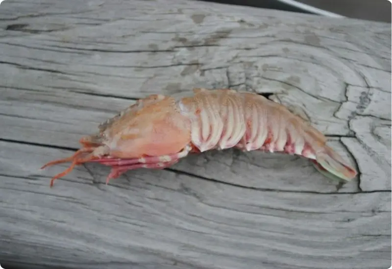 learn-more-about-type-of-shrimp-6