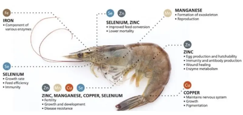 minerals-for-shrimp-health-2