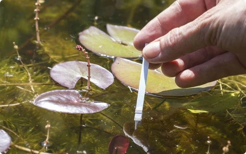 pH-in-ponds-maintaining-a-healthy-aquatic-ecosystem-1