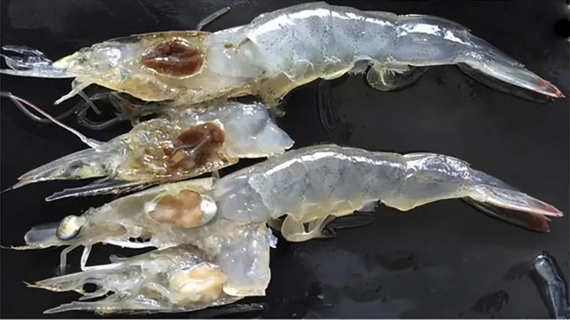 shrimp-diseases-2