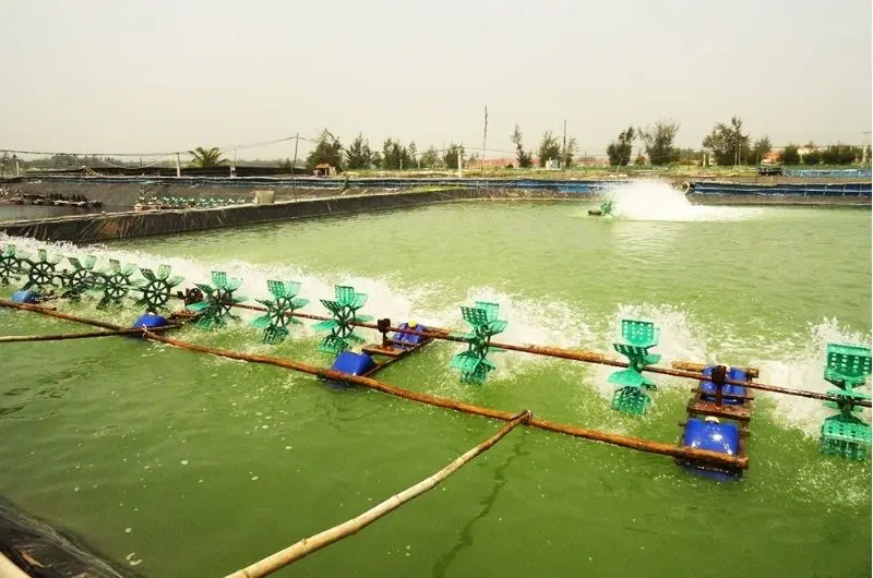 shrimp-farming-in-vietnam-1