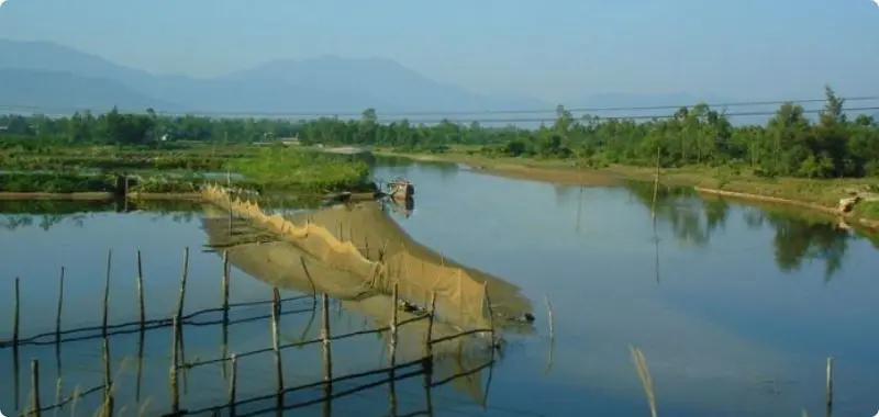 shrimp-farming-in-vietnam-2