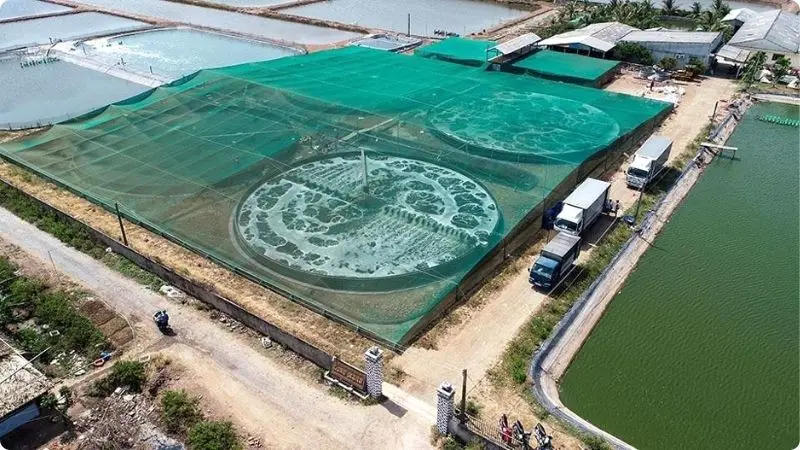 shrimp-farming-in-vietnam-3