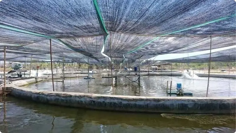 shrimp-farming-in-vietnam-4