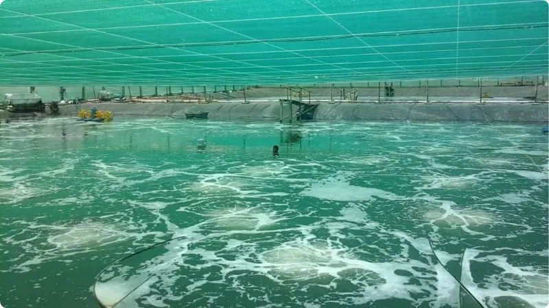 shrimp-nursery-system-2