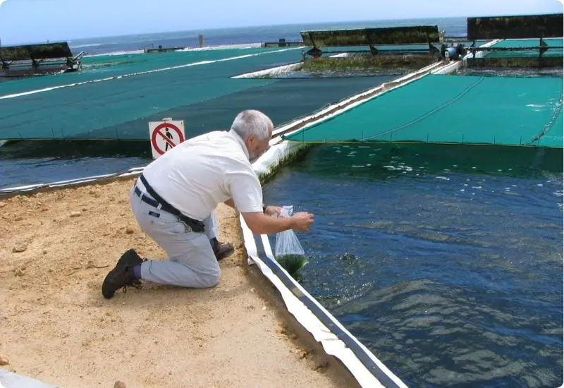 shrimp-nursery-system-3