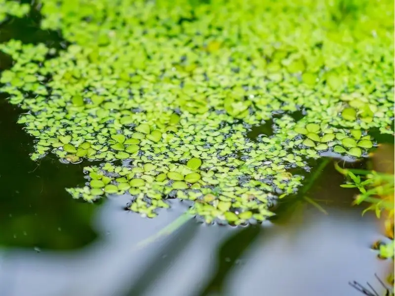 How to Choose the Right Aquatic Plants for Your Aquarium