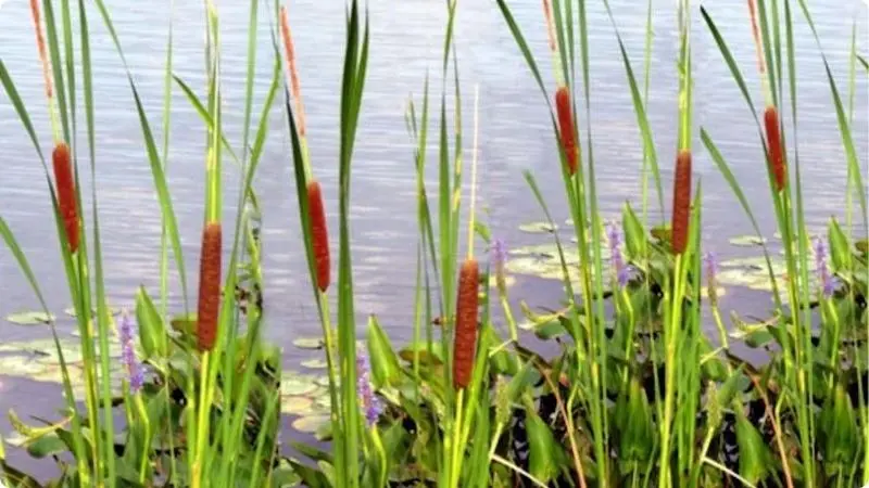 types-of-aquatic-plants-3