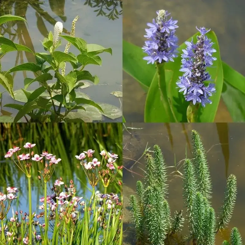 types-of-aquatic-plants-4