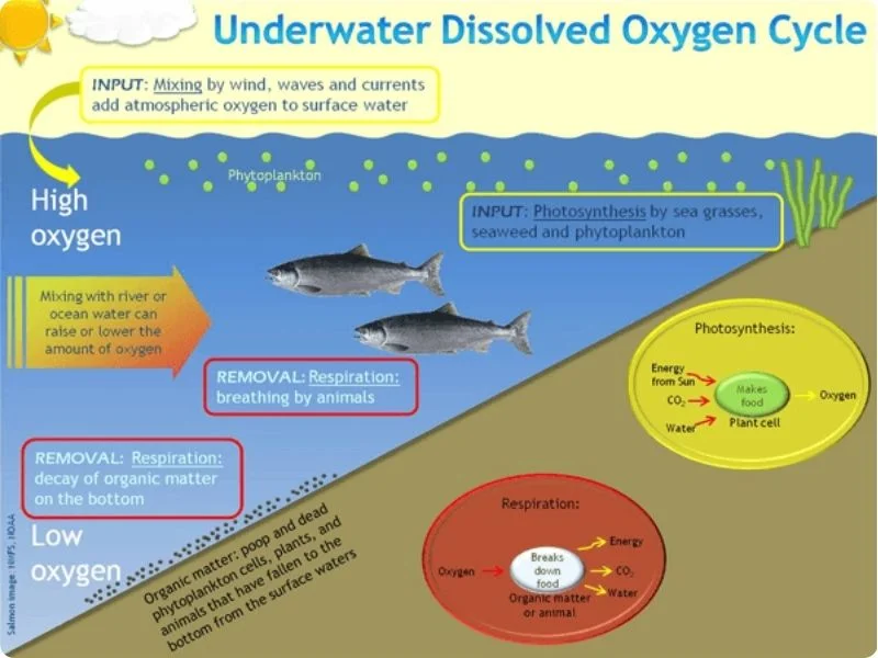 understanding-dissolved-oxygen-1