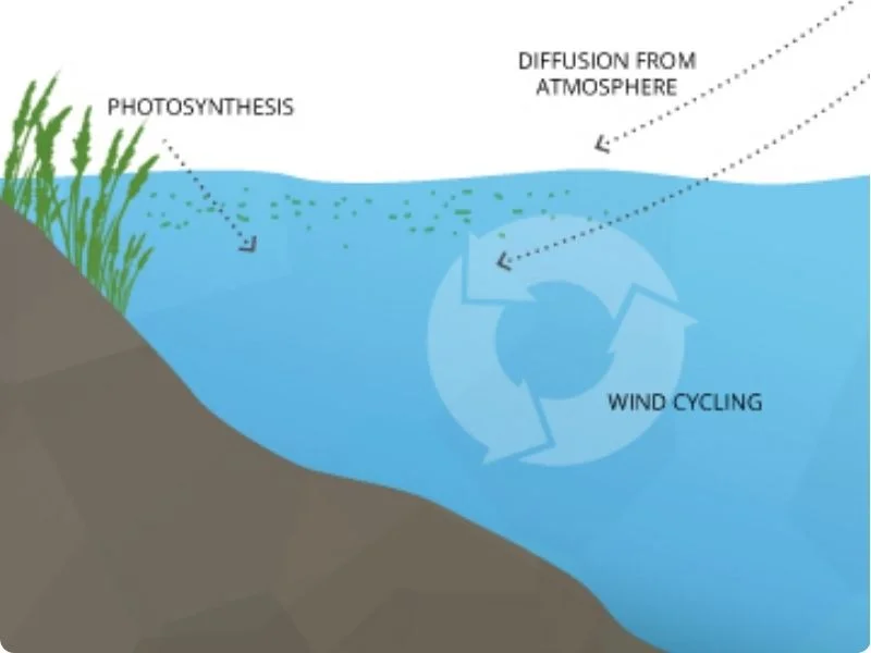 understanding-dissolved-oxygen-2