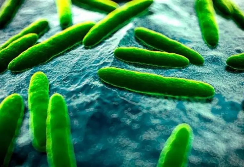 what-is-beneficial-bacteria-1