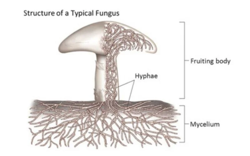 what-is-fungi-2