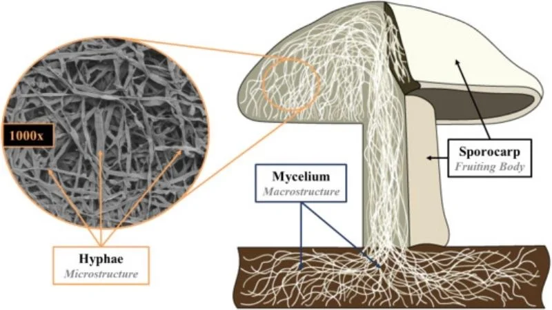 what-is-fungi-3