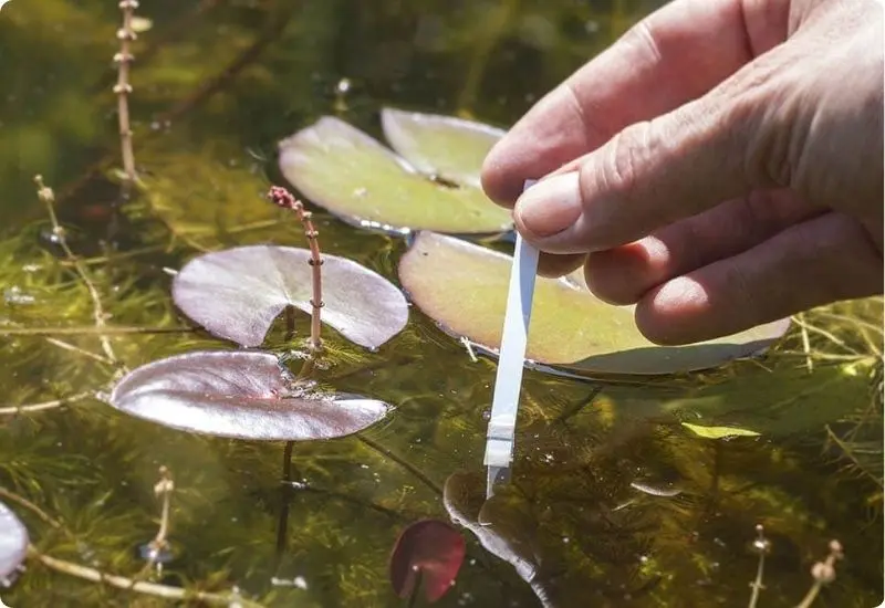 what-is-pond-water-alkalinity-3