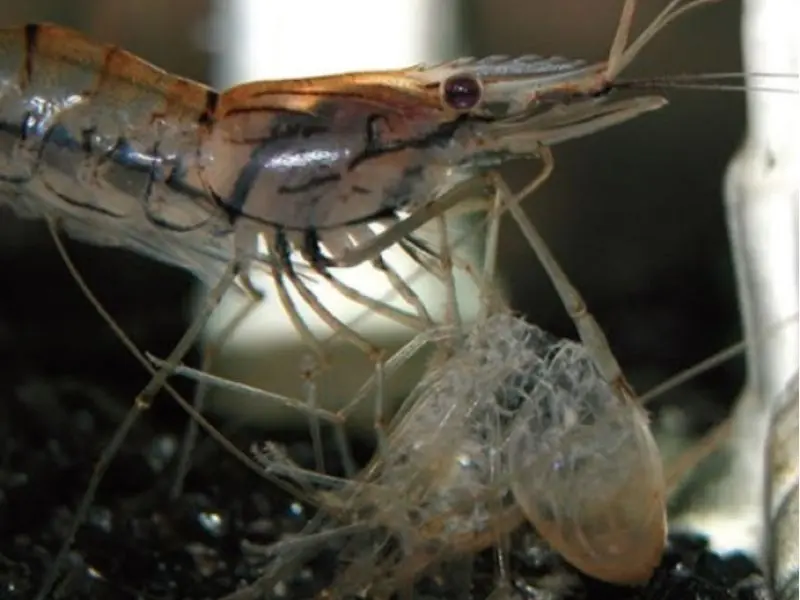 what-is-shrimp-molting-1