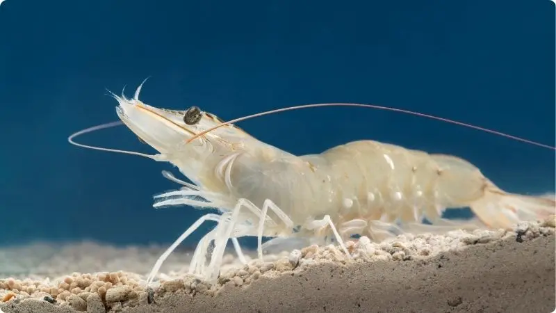 what-is-white-shrimp-1