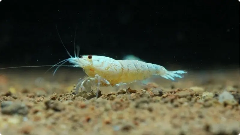 what-is-white-shrimp-3