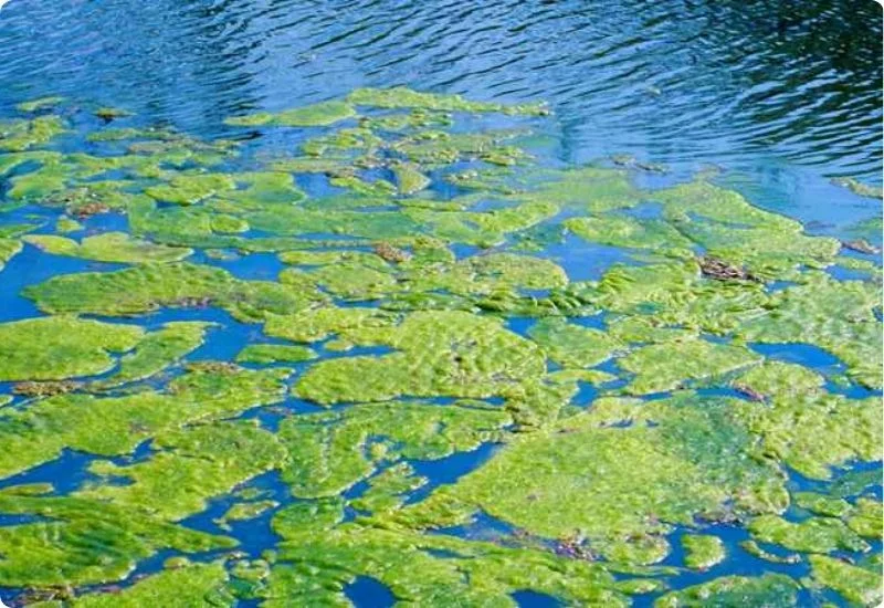 Why are Algae Blooms Bad? The Impact of Algae on Environment