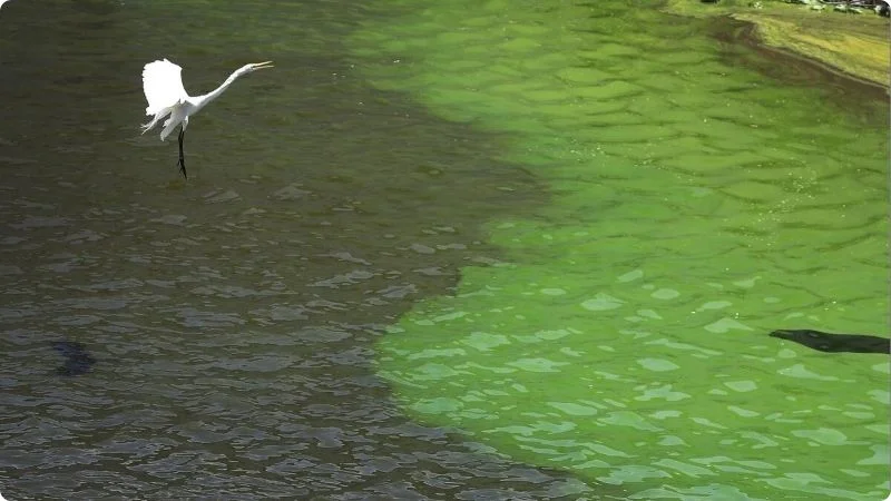 why-are-algae-blooms-bad-3