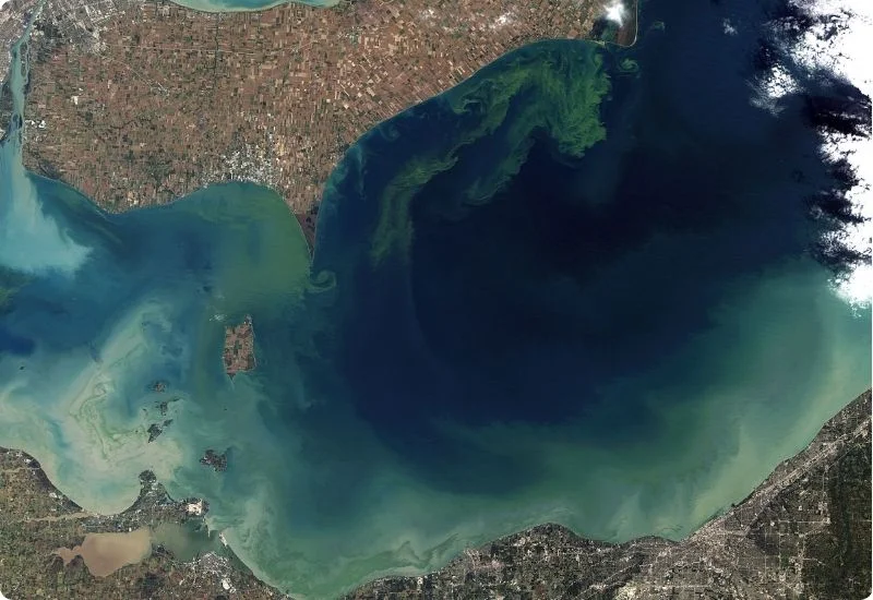 why-are-algae-blooms-bad-4