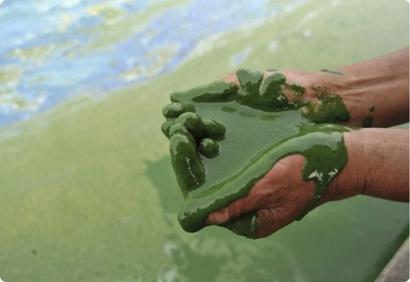 why-are-algae-blooms-bad-5